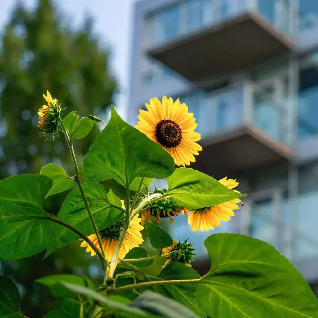 Groenbeheer en terreinonderhoud tijdens uitvoering op locatie